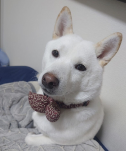 記事作成者の愛犬の白い柴犬が表示される。